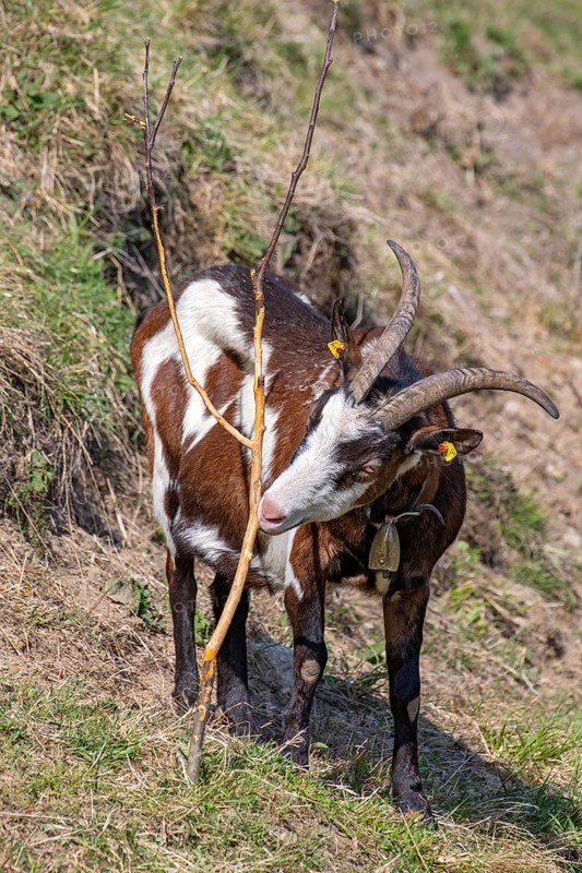 Tauernschecken domestic goat