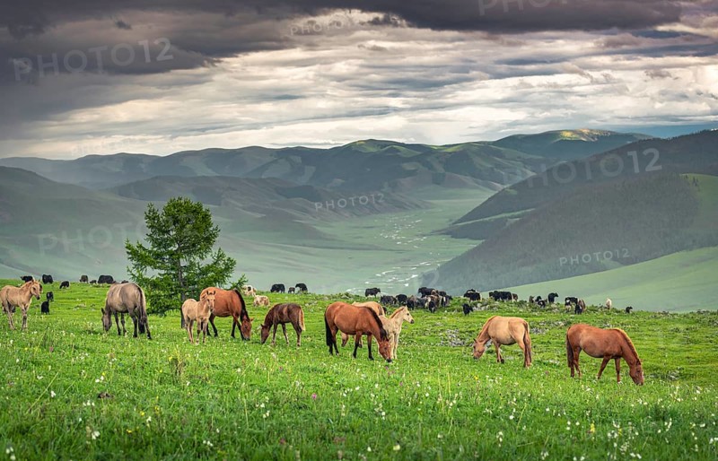 Domestic Horses