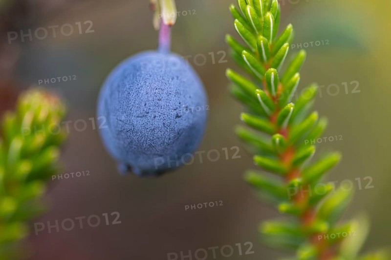 Bog bilberry