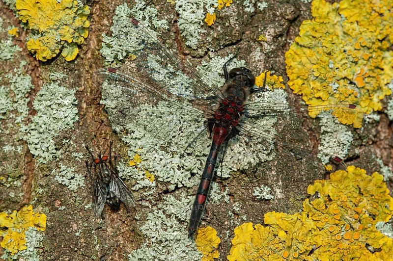 White-faced darter
