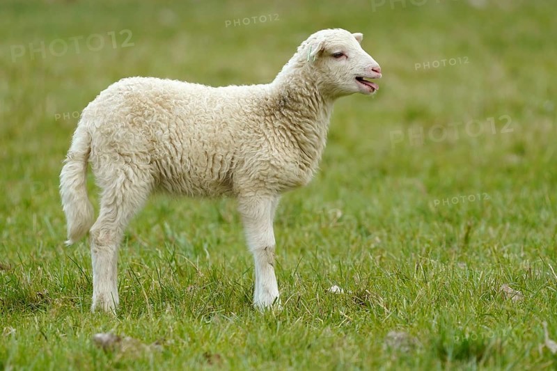 Forest sheep