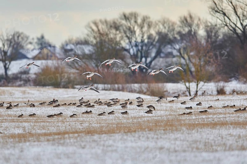 Landing greylag goose