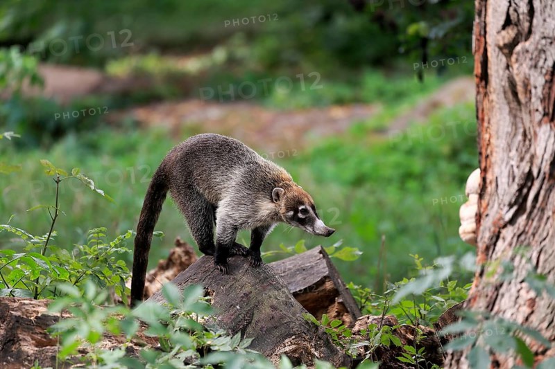 White-trunked coati