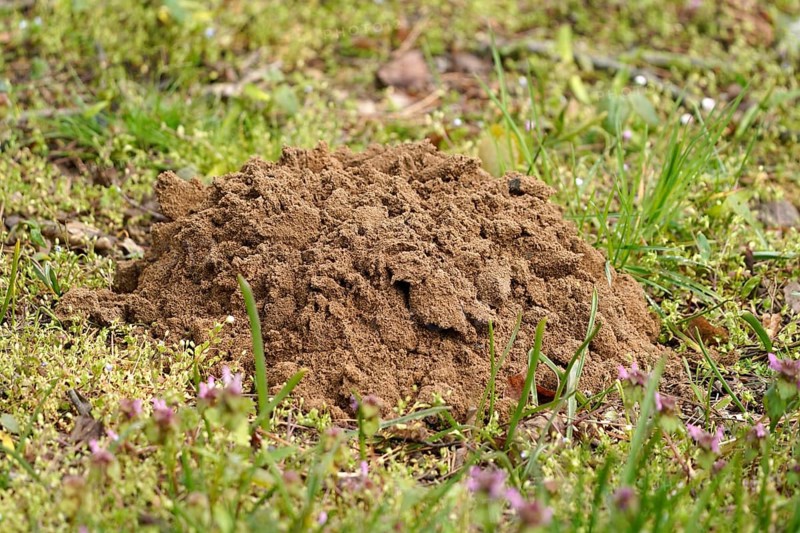 Mole mound in a meadow
