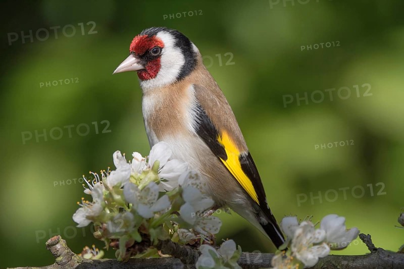 European goldfinch