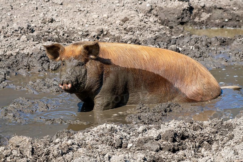Duroc pig