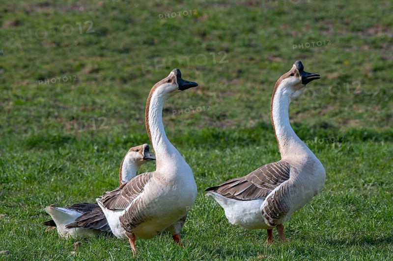 Mute goose