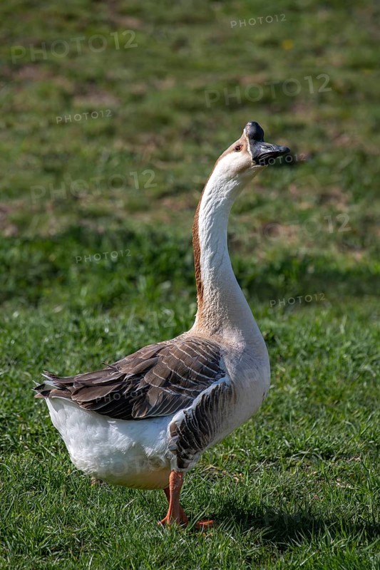 Mute goose