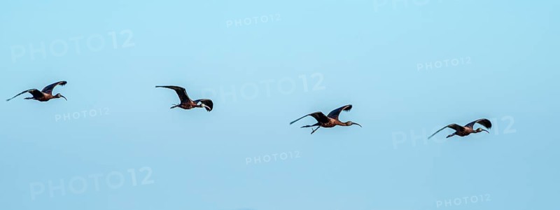 Glossy ibis