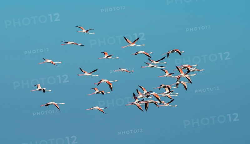 Greater flamingos