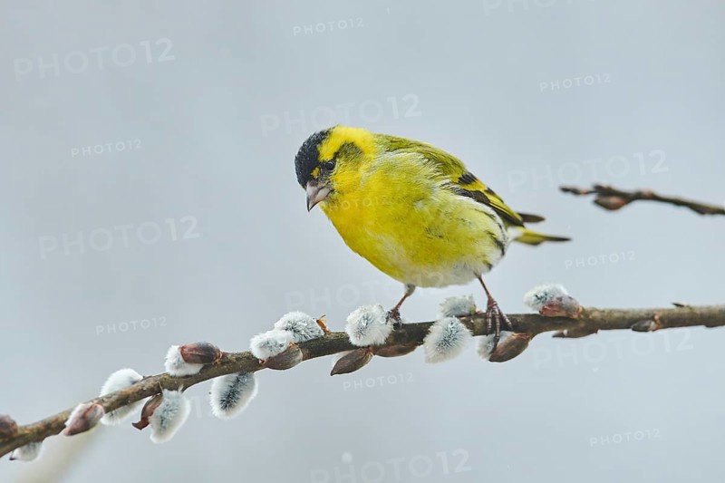 Eurasian siskin