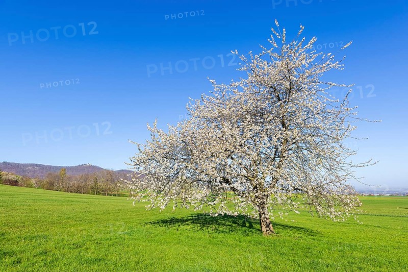 Orchard meadow