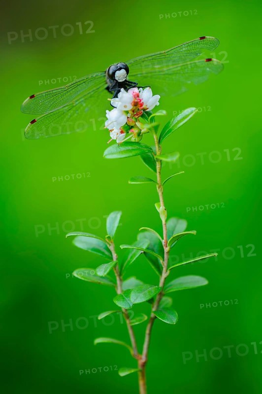 White-faced darter
