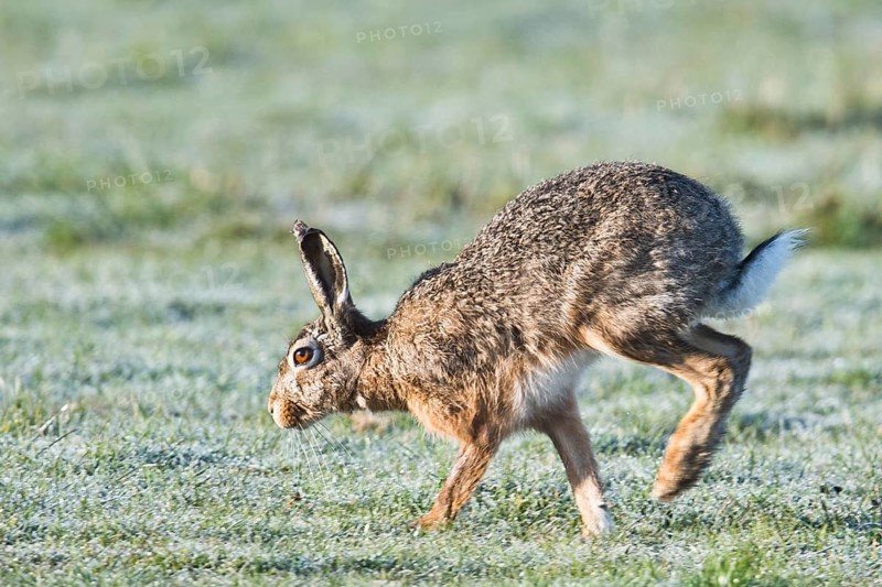 European hare