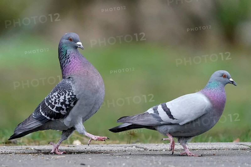 City dove
