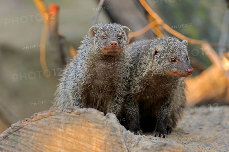 Dwarf mongoose