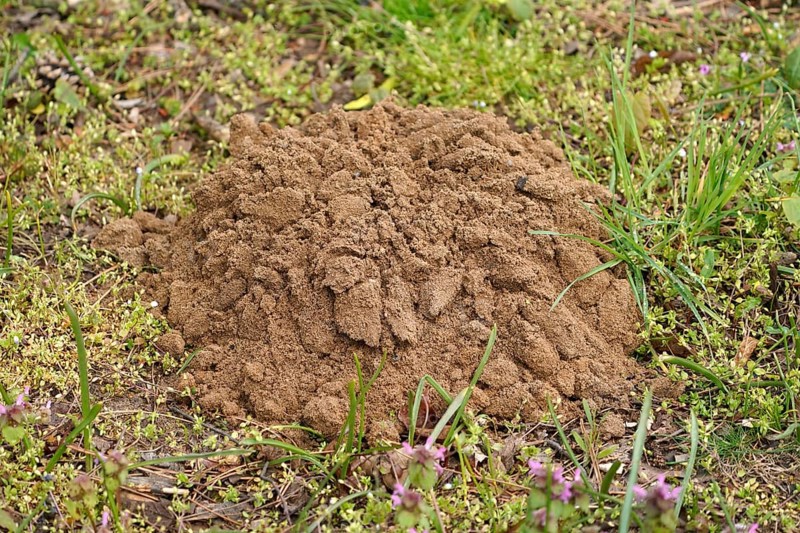 Mole mound in a meadow