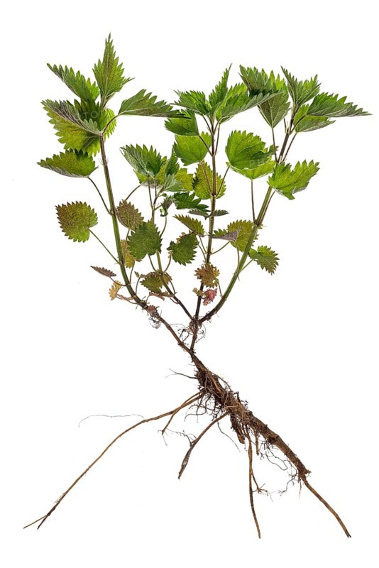 Stinging nettle