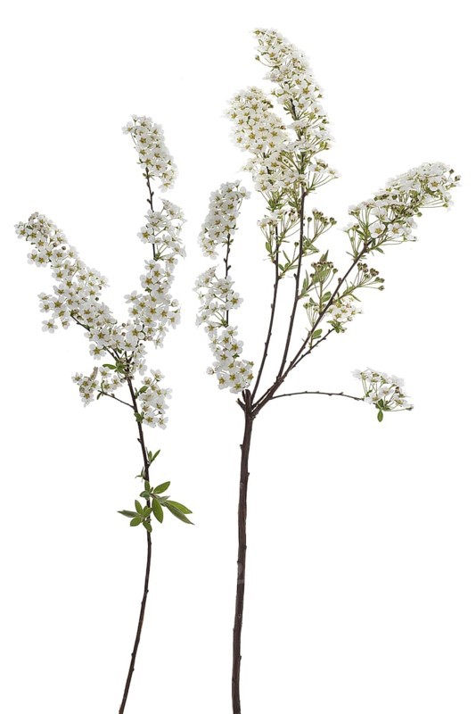 Flowering twigs of bridal spirea