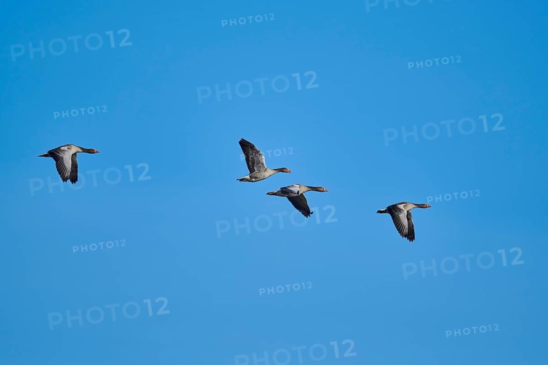 Flying Greylag geese