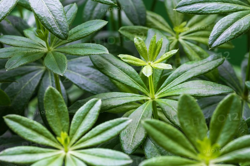 Woodruff