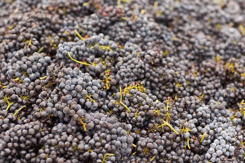 Harvested ripened wine grapes in crates