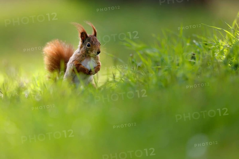 Squirrel