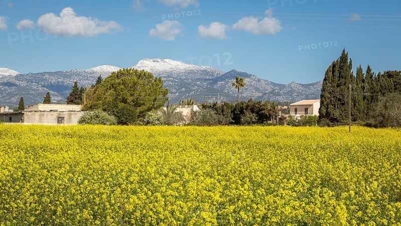 Rape field in bloom in the Majorcan hinterland
