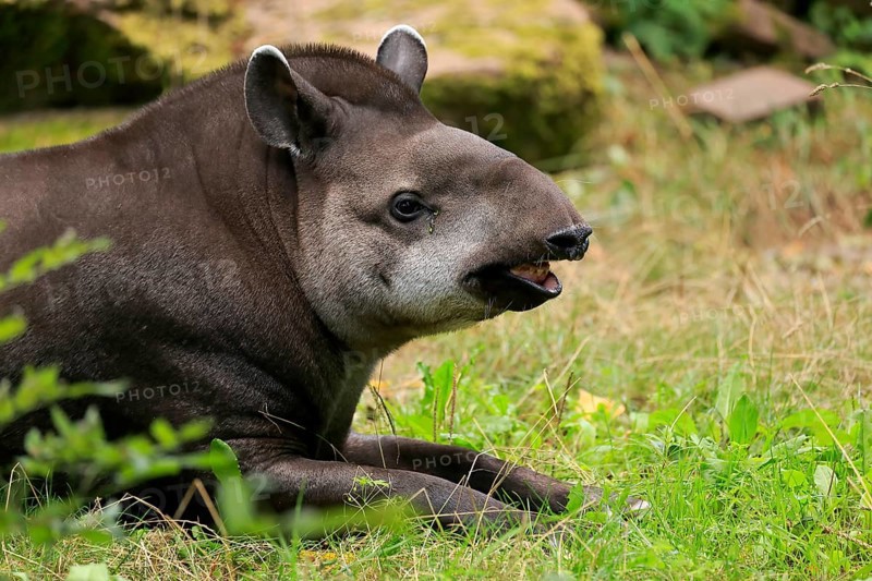 Lowland tapir
