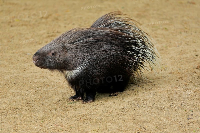 Indian white-tailed porcupine