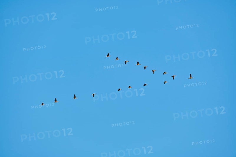 Greylag goose
