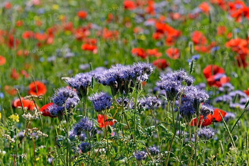 Lacy Phacelia