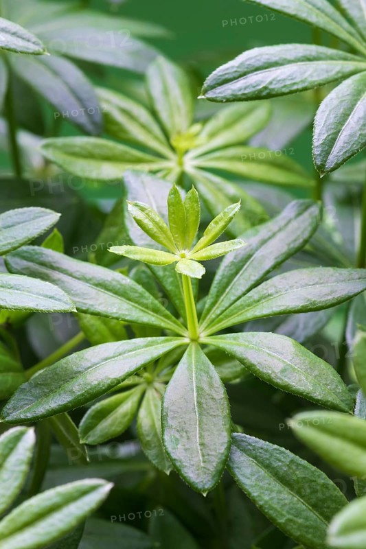 Woodruff