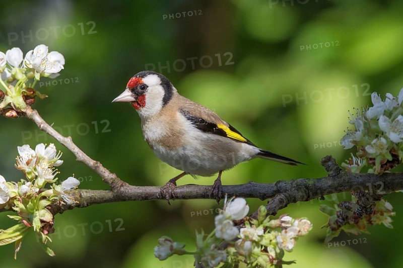European goldfinch