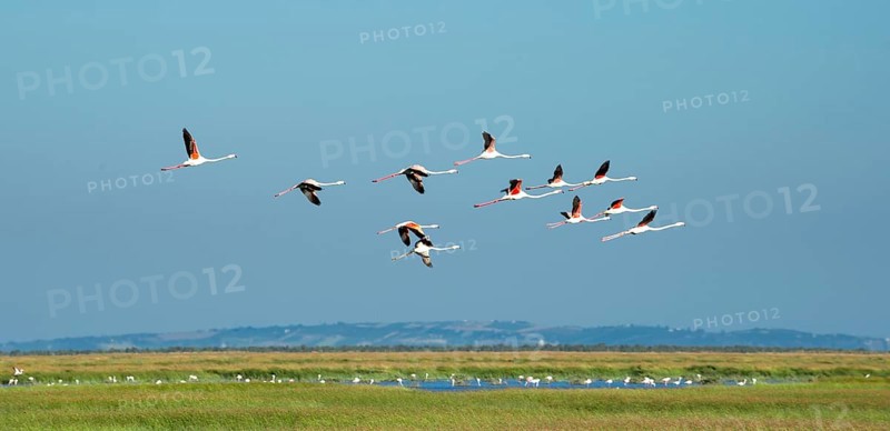Greater flamingos