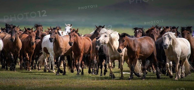 Domestic Horses