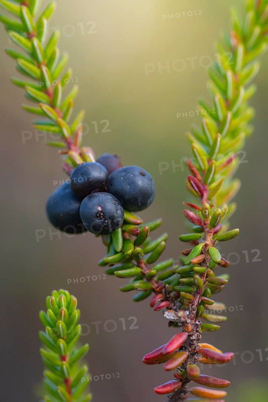 Crowberry