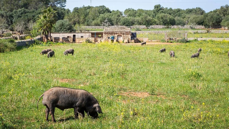 Iberian pigs in a meadow