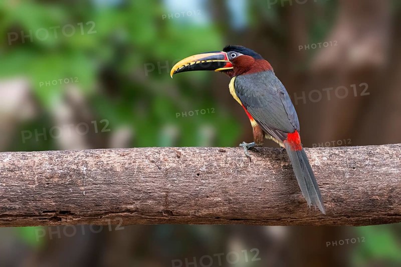 Chestnut-eared aracari