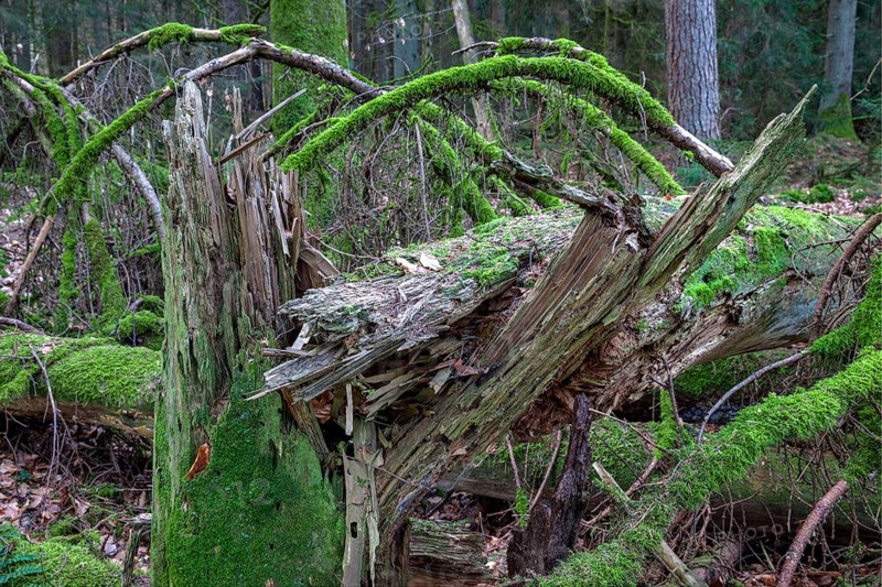 Spruce forest