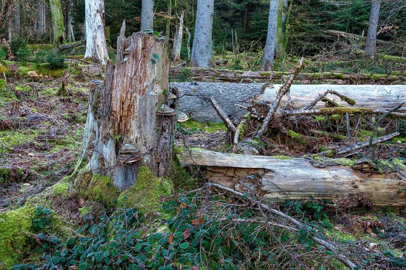 Spruce forest