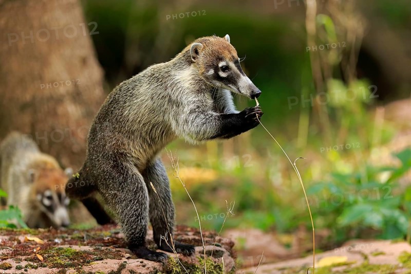 White-trunked coati