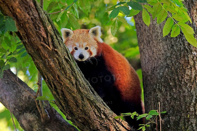 Western lesser panda