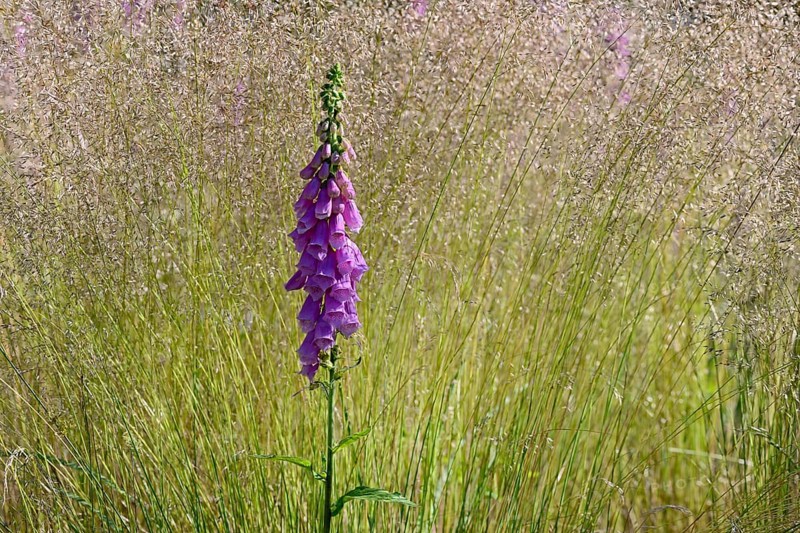 Common foxglove
