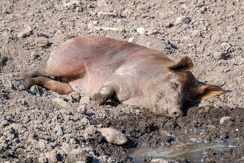 Duroc pig