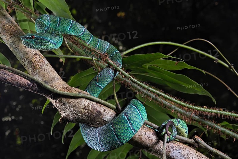 North Philippine Temple Pit Viper