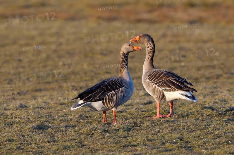 Greylag Geese