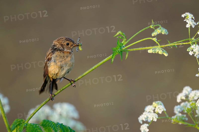 Stonechat