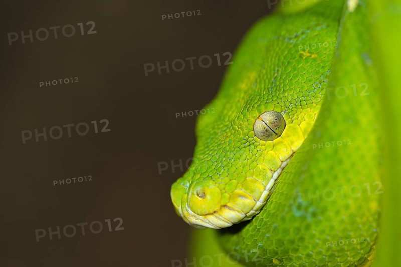 Green Tree Pythons