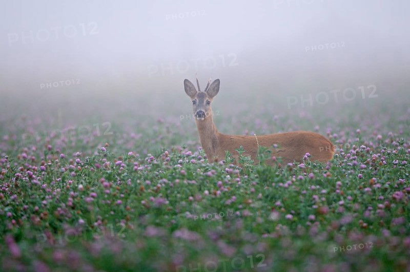 Roe deer